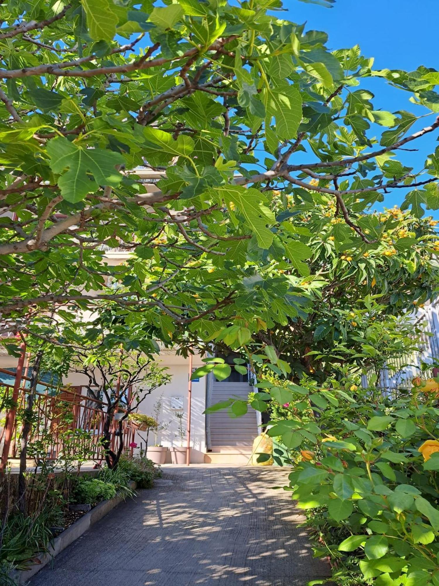 Apartman Adriatic Pavlinovic - Makarská Exteriér fotografie
